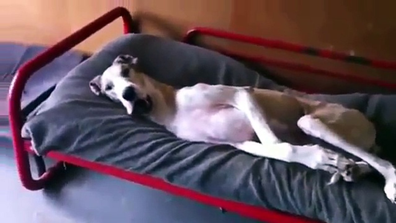 An amazing dog