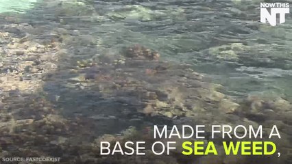 Edible Cups Are Tasty And Eco-Friendly