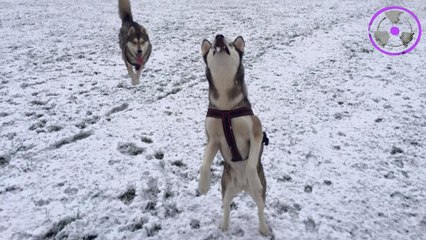 Huskies in the snow in SlowMo