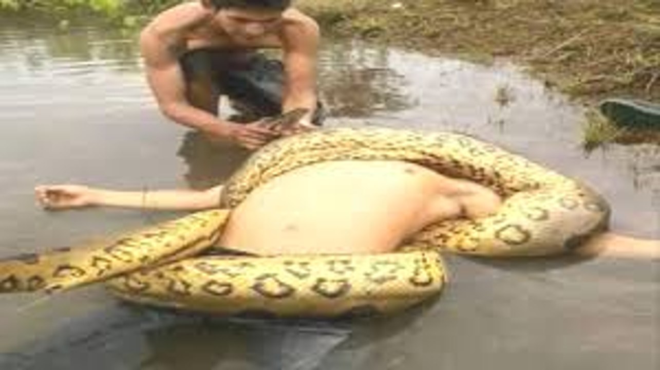 Ten Most Snake Attacks Video Dailymotion