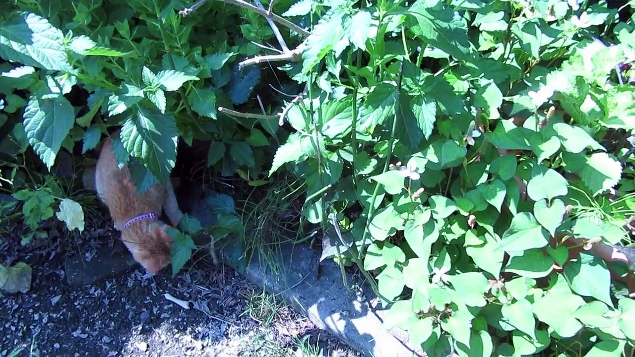 さくらの獲物