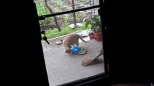 killer caT