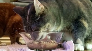 Cats Eating In Slow Motion The Catnip Mafia