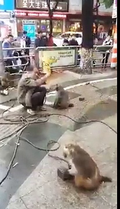 amazing monkeys....amazing monkey compilations ...chinese men and monkeys...so funny videos of 2016