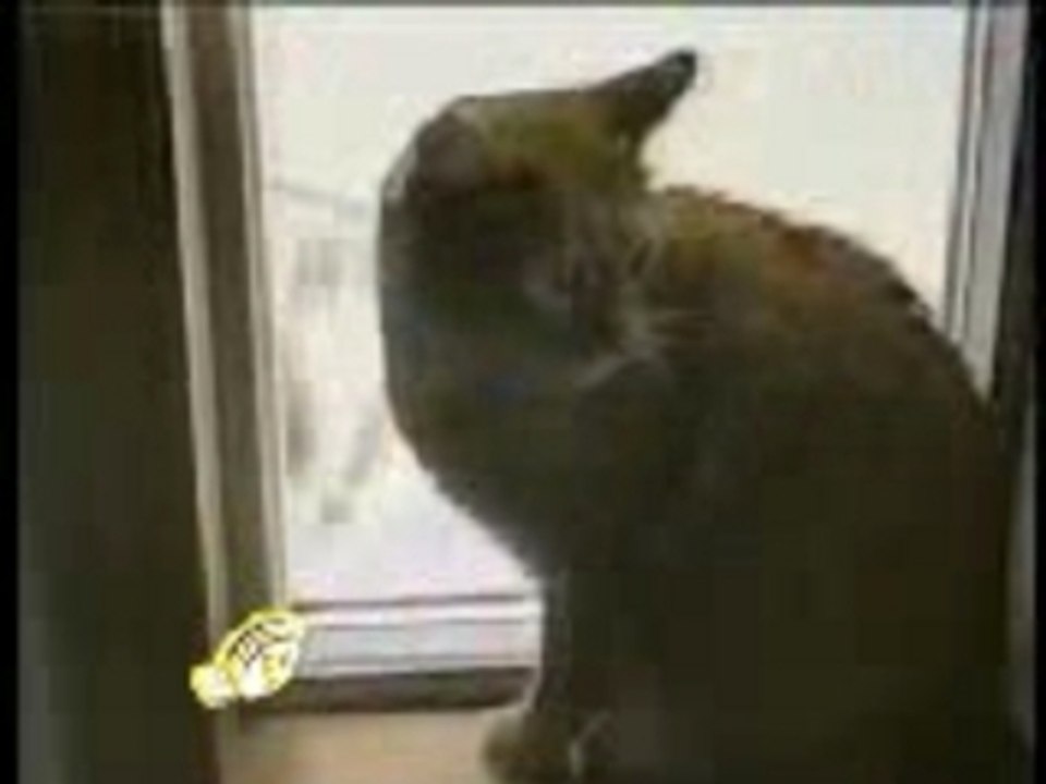 Gatti
