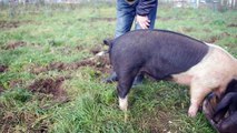 Une astuce qui permet de redresser la queue d'un cochon