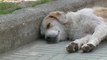 “Lufta” me qentë e rrugës. Veliaj: Vaksinimi po ul numrin - Top Channel Albania - News - Lajme