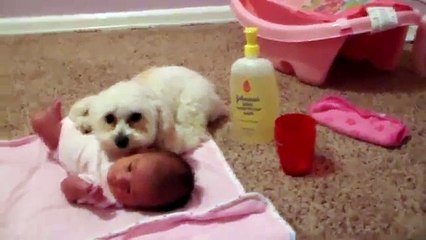 Questo Coraggioso Cagnolino protegge la Bimba da una cosa PERICOLOSISSIMA!