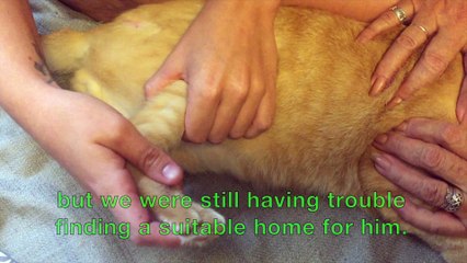 Leo Finds A Fur-ever Home