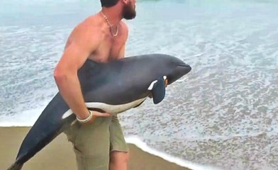 Man Rescues a Beached Newborn Baby Orca