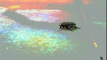 Le scarabée de Tinos (Cyclades)