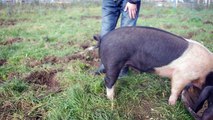 How to straighten a pigs tail!