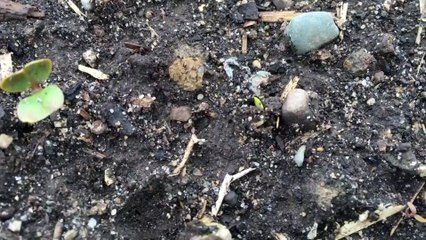 Blanket Fort 3- The Brassica Bulletin