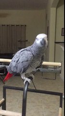 What does a pig say?