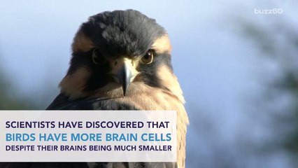 Birds are As Clever As Apes!