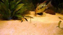 couple geophagus red head