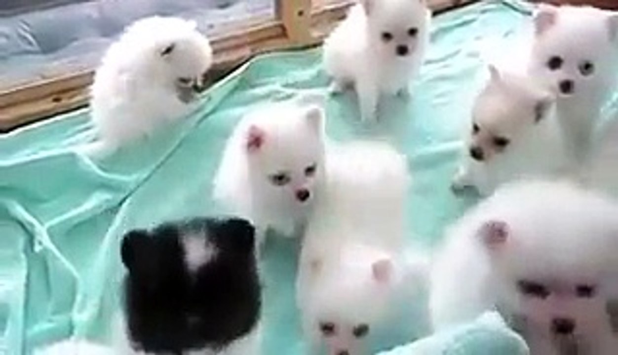 Must Watch This Very cute puppies