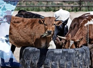 Vesti na vlaškom jeziku, 14. jun 2016. (RTV Bor)