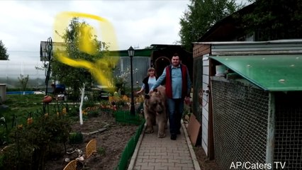 The Quint- Forget Dogs, This Russian Family Has a Cuddly Bear as a Pet