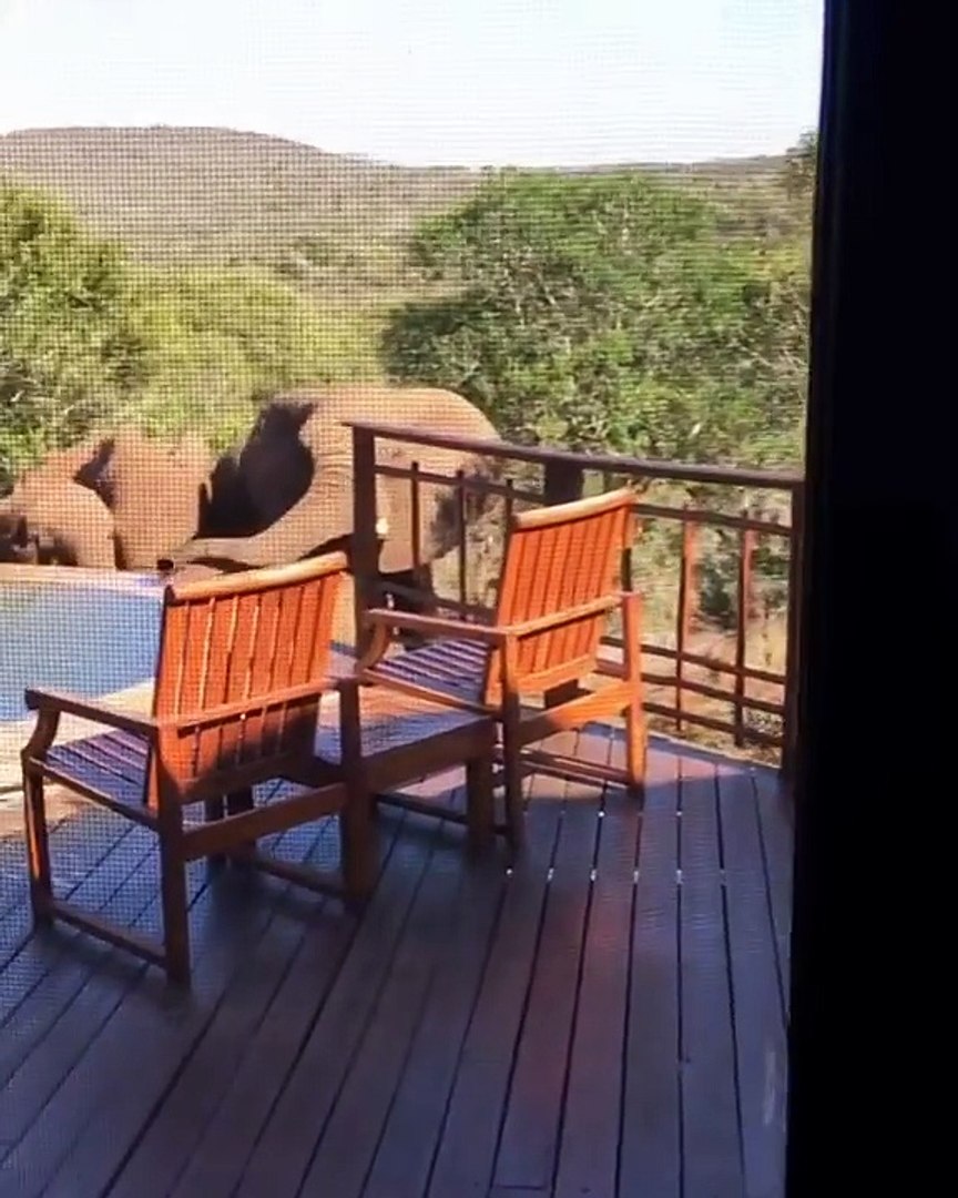 ⁣Elephants Drink Pool Water