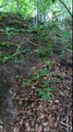 Uno splendido Boletus pinophilus, Lazio 29/09/2015 - Natura & Funghi