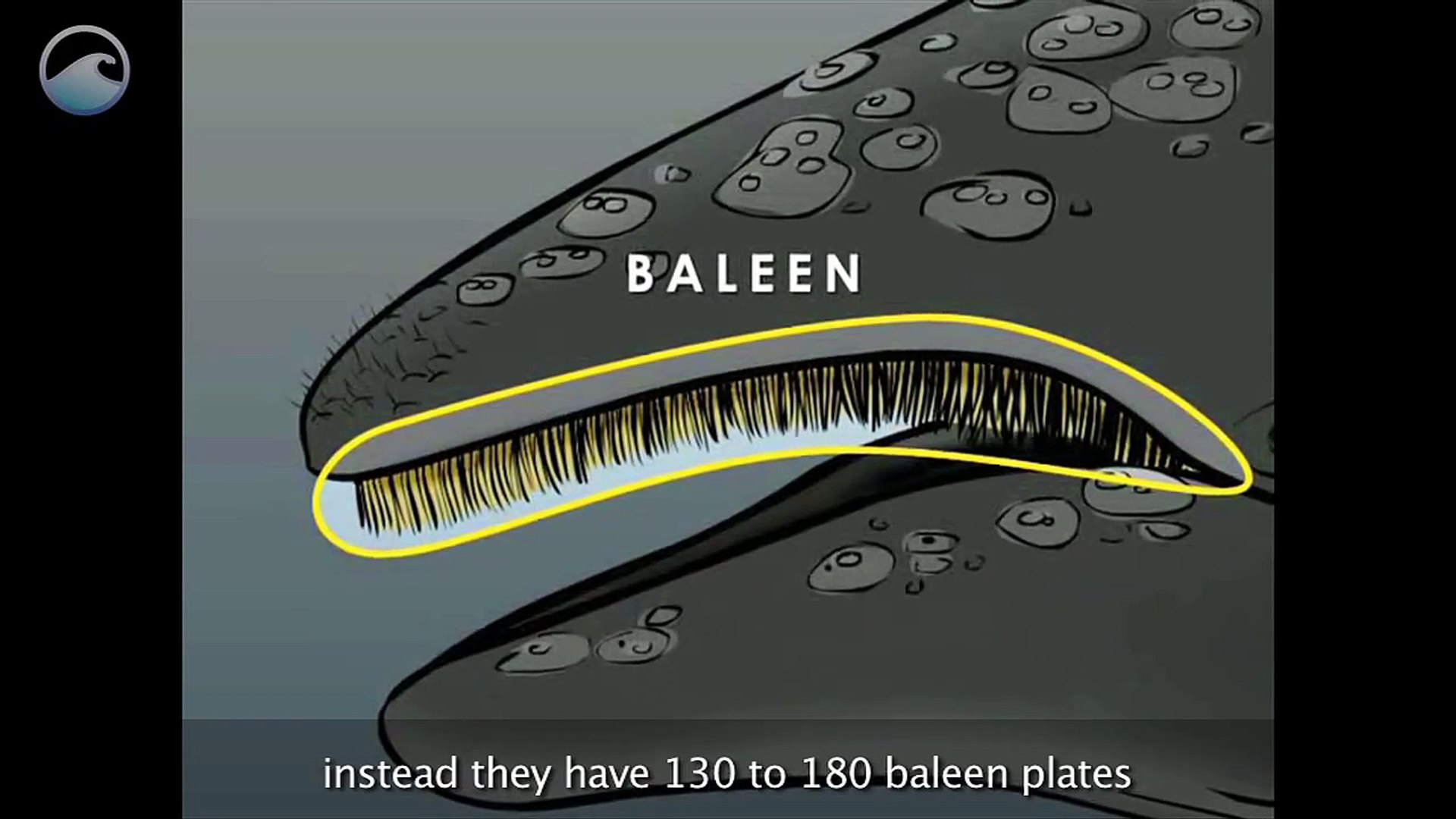 Gray Whale Anatomy