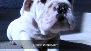 bulldog ingles english 27-07-2011 sitiodosanimais