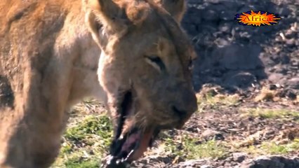 Vea como quedó la cara de esta leona luego de pelear con un hipopótamo