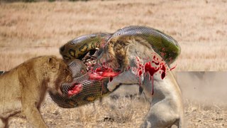 Most Amazing Wild Animal Attacks - lion, tiger, anaconda, deer, Crocodile