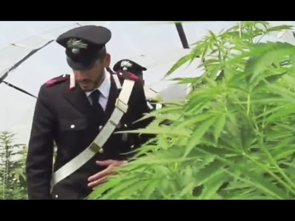 Mazara del Vallo (TP) - Sparatoria tra italiani e rumeni, 9mila piante di marijuana (14.06.16)
