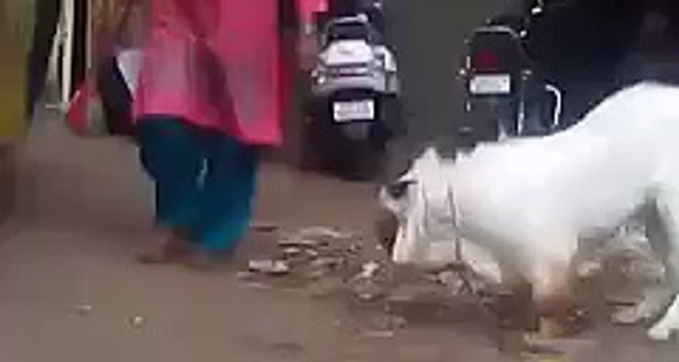 Funny Goat