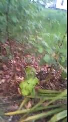 Skit with rabbid waffle!! Aka deez nuts