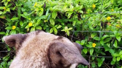 Sleeping Giant Trail Kauai Morning Walk With our Goat Friends