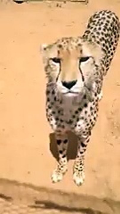 Вы Когда-нибудь Слышали Как Мяукает Гепард