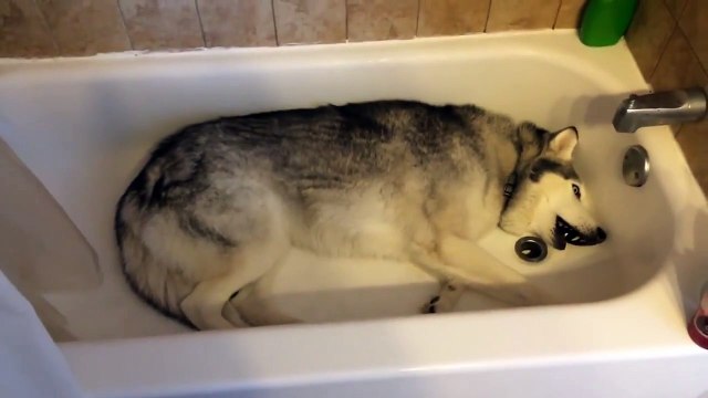 Лежачая забастовка