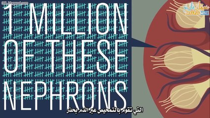 كيف تعمل الكليتين؟ #جسم الإنسان #شَرح تفاعليّ