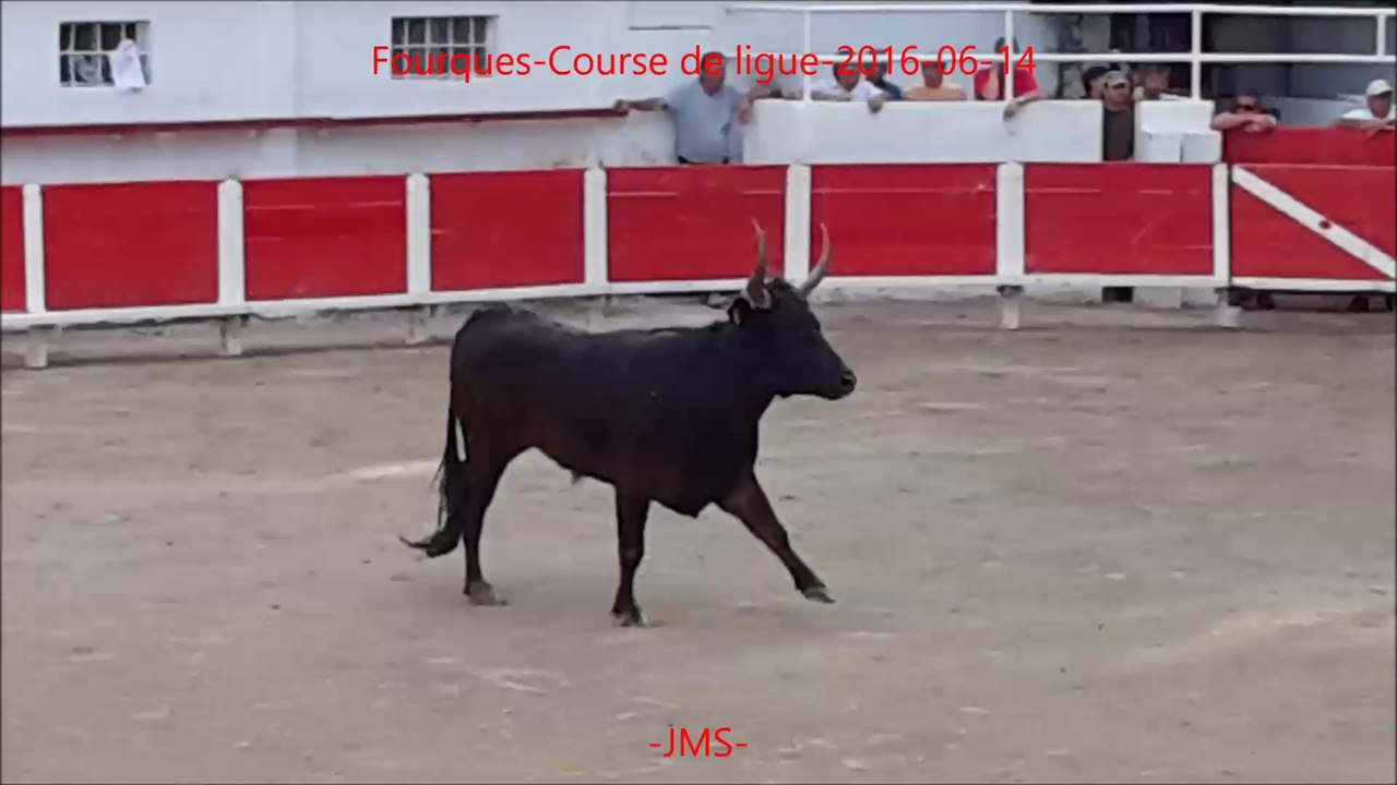 FOURQUES-Course camarguaise-Taureau-N°1020-Manade-LAGARDE-2016-06-14