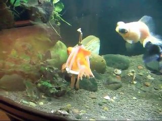 His Goldfish Was On The Brink Of Death, So This Owner Came Up With This Life-Saving Solution