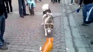 Husky meets with an inflatable cat