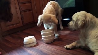 Golden Retriever puppy solves -treat- puzzle with ease!