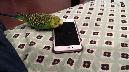 Talking bird activates Siri on the iPhone by saying -Hey Siri-