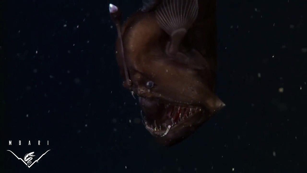 This Footage Of An Anglerfish Is Super Interesting...But Also Nightmarish