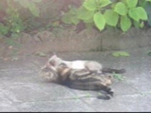 Mes visiteurs du 7 juillet 2007