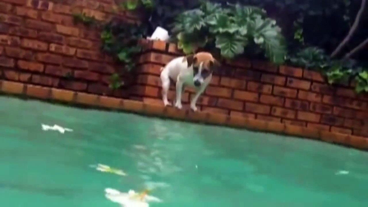 EPIC BATTLE OF LITTLE DOG vs GIANT CATFISH