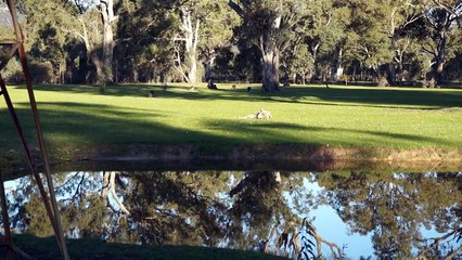Petit kangourou jouant avec sa maman