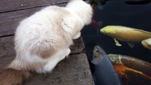 This Cat Really Wants A Kiss From The Koi Fish. Watch What Happens When He Leans In!