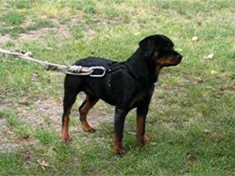 entraînement du 24/06/2007 callyane statique