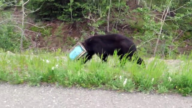 Un ours la tête coincée dans une boite de conserve sauvé par des biologistes