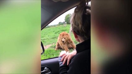 Quand un ours te fait coucou