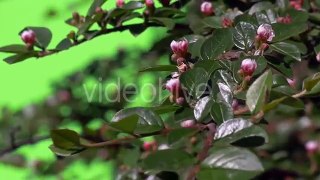 Green Branch With Unopened Flower Bud Green Plants Bushes Grass Leaves Flowers Branches of Trees on